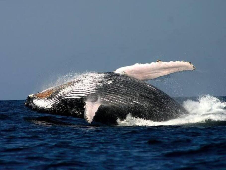 فيلا Whales & Waves هيرمانوس المظهر الخارجي الصورة